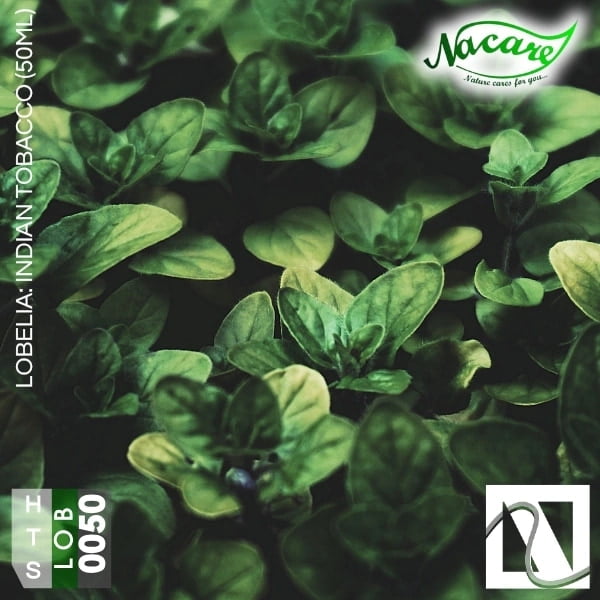 Lobelia: Indian tobacco (50ml) Lobelia: Indian tobacco (50ml)